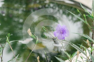 Purple flowers in wild nature