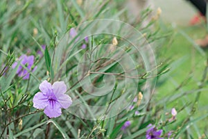 Purple flowers in wild nature