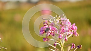 Purple flowers Willow-herb with bumblebee in the garden