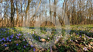 Purple Flowers in the Woodsn