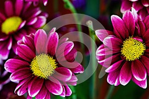 Purple Flowers With Yellow Centers And Green Stalks