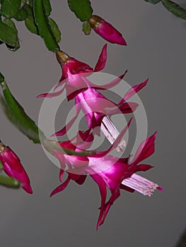 Purple flowers of Zygocactus