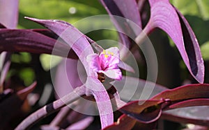 Purple foliage of Tradescantia pallida