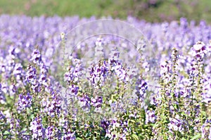 the purple forget me not flower field on sunny beautiful day