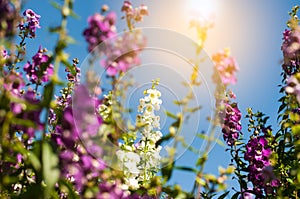 the purple forget me not flower field on sunny beautiful day