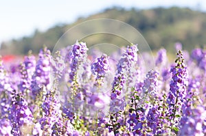 the purple forget me not flower field on sunny beautiful day