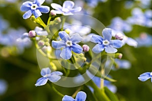 Purple Forget-Me-Not flowers in spring on green natural background. Selective focus