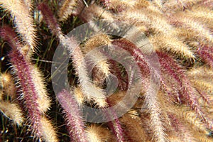 Purple fountain grass