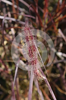 Purple Fountain Grass