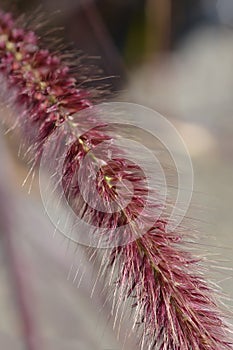 Purple Fountain Grass