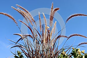 Purple Fountain Grass