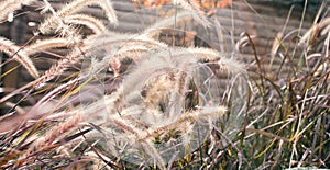 Purple Fountain Grass.