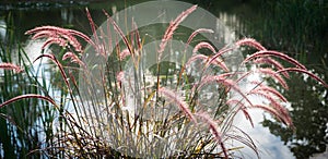 Purple Fountain Grass