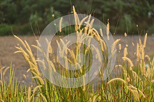 Purple fountain grass.