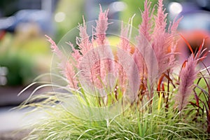 purple fountain grass with beautiful red-purple foliage