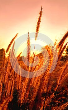 Purple fountain grass in golden sunset, Pennisetum setaceum