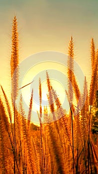 Purple fountain grass in golden sunset, Pennisetum setaceum