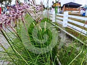 Purple Fountain Grass Ornamental Plant in Garden Landscaping Closeup, ilalang merah