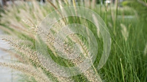 Purple fountain grass, an ornamental plant of Pennisetum Alopecuroides Hameln, Chinese fountain grass, in the outdoor during