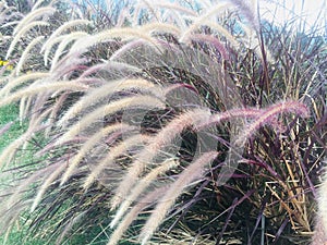 Purple fountain grass Ornamental Purple or pink fountain grass field, natue background.