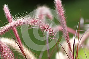 Purple fountain grass (Pennisetum setaceum)