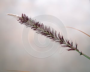 Purple Fountain Grass pennisetum setaceum `rubrum`