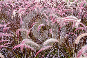 Purple Fountain Grass (Pennisetum setaceum rubrum) background