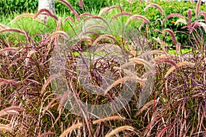 Purple Fountain Grass Pennisetum setaceum rubrum - Pembroke Pines, Florida, USA