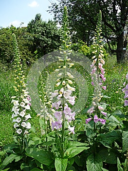 Purple foxglove