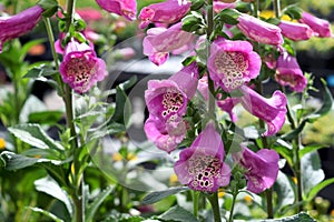 Purple foxglove