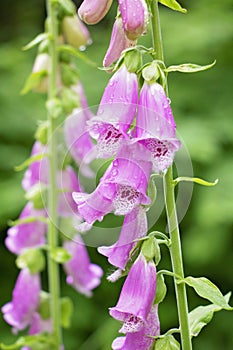 Purple Foxglove Close Up Detail