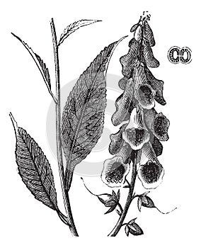 Purple Foxglove or Common Foxglove or Lady`s Glove or Digitalis purpurea, vintage engraving