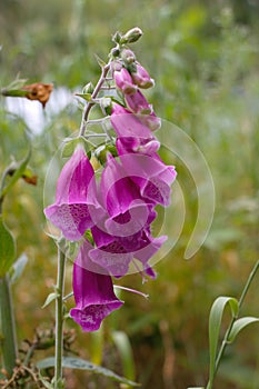 Purple foxglove - digitalis purpurea. Closeup purple blossoms