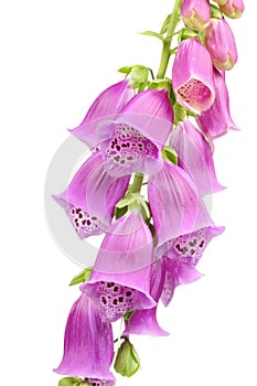 Purple Foxglove (Digitalis Purpurea) Flowers photo