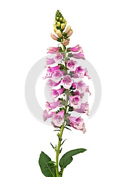 Purple foxglove Digitalis purpurea flowers isolated on white background,path