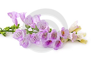 Purple Foxglove