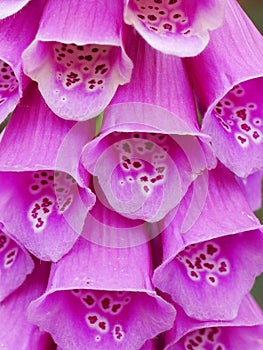 Purple Foxglove Flowers Closeup