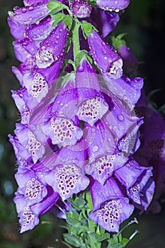 Raindrops on petals of foxglove flowers in Manchester, Connecticut