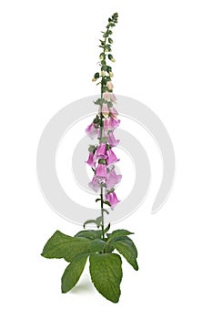 Purple foxglove with flowers isolated on white