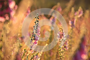 purple foxglove on the meadow at sunrise close up of fresh blooming digitalis purpurea growing a backlit by rising sun july poland