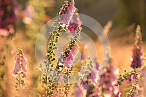 purple foxglove on the meadow at sunrise close up of fresh blooming digitalis purpurea growing a backlit by rising sun july poland