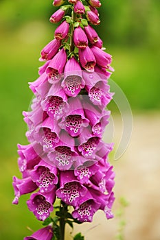 Purple foxgloves flowers closeup in summer