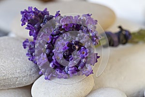 Purple Fragrant Lavender Blossom Still Life