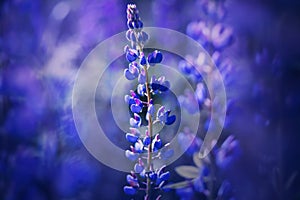 Purple fragrant wild lupine flowers bloomed in the field on a summer day, illuminated by the sunlight. Nature