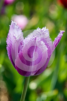 Purple frayed tulip in nature - shallow depth of field