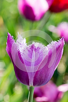 Purple frayed tulip in nature - shallow depth of field