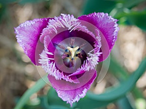 Purple frayed tulip in nature - top view