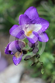 Purple freesia