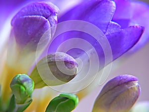 Purple Freesia photo