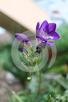 Purple freesia